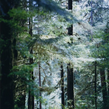 Gallery 916閉廊前最後の個展、上田義彦による写真展「Forest 印象と記憶 1989－2017」開催
