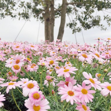 春の名所、横浜赤レンガ倉庫「フラワー ガーデン 2019」の見どころ! 五感で花々を感じる24日間