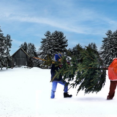 スウェーデンの伝統的なクリスマスを楽しもう! 今年もイケアに本物のモミの木がやってくる