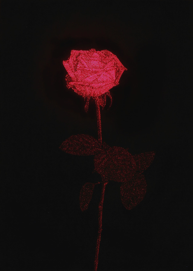 青山悟 "Roses 6/6" 2011 ポリエステルにメタリック糸と黒糸で刺繍、赤いスポットライト 42 x 32cm