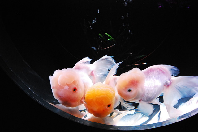 「ECO ECO 日本橋・ダイナーズクラブ・アートアクアリウム2013― 江戸・金魚の涼―」
