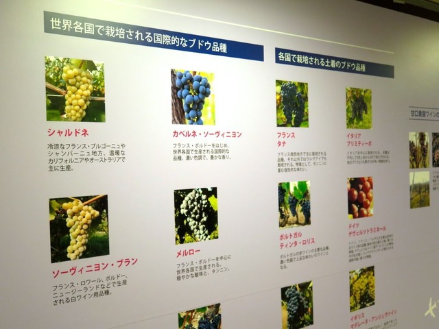 世界各地で育てられている葡萄の品種を会場内でパネルで紹介