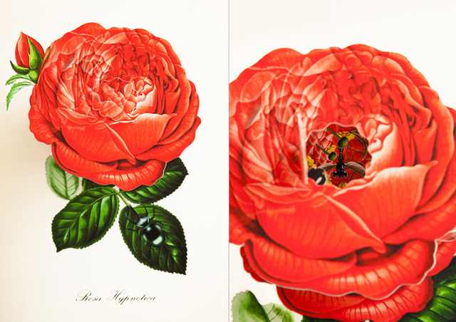 ポーランド・ワルシャワのアーティスト「Bozka」が描く、ポップアップブック・シリーズ「New Botany」