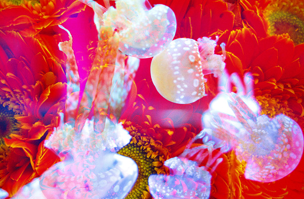 蜷川実花 すみだ水族館がコラボ 約5 000枚の鏡が織り成す クラゲ万華鏡トンネル Art Culture Fashion Headline