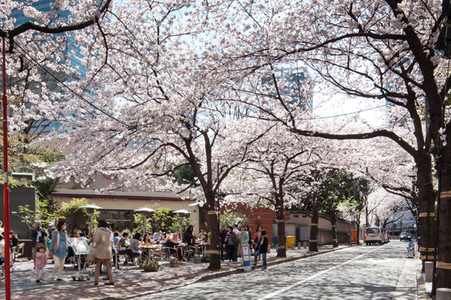 約220本のソメイヨシノが咲き誇る全長1kmにも及ぶアークヒルズの桜並木