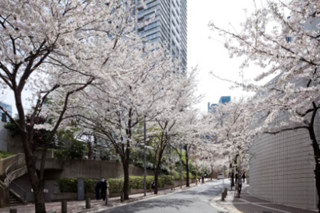 約220本のソメイヨシノが咲き誇る全長1kmにも及ぶアークヒルズの桜並木