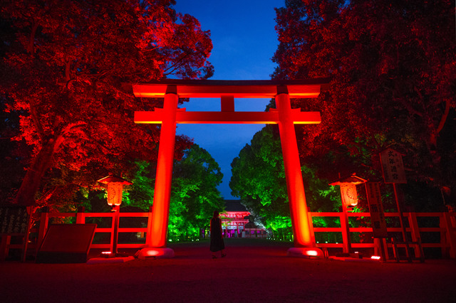 「呼応する木々、下鴨神社　糺の森」