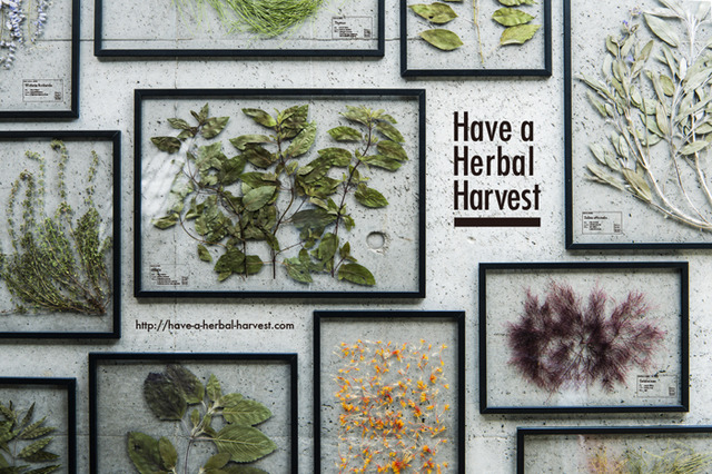 五感で味わうハーブティーブランド・Have a Herbal Harvestが表参道 ロケットでポップアップイベントを開催