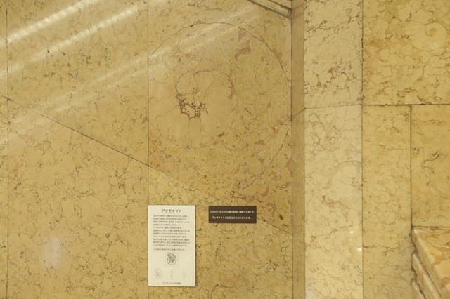 中央ホールの壁のアンモナイトの化石。探してみるとこんなに大きなものも発見