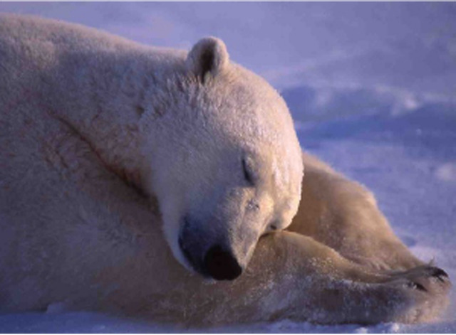 没後20年、星野道夫による写真展開催。アラスカの大自然で撮影
