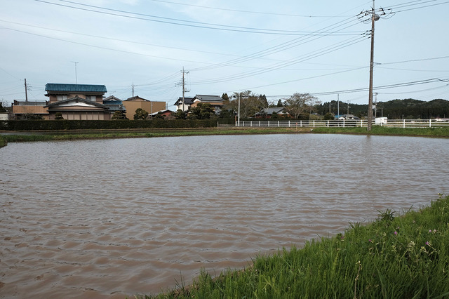 自然農法の田んぼは水をたっぷりと張ります