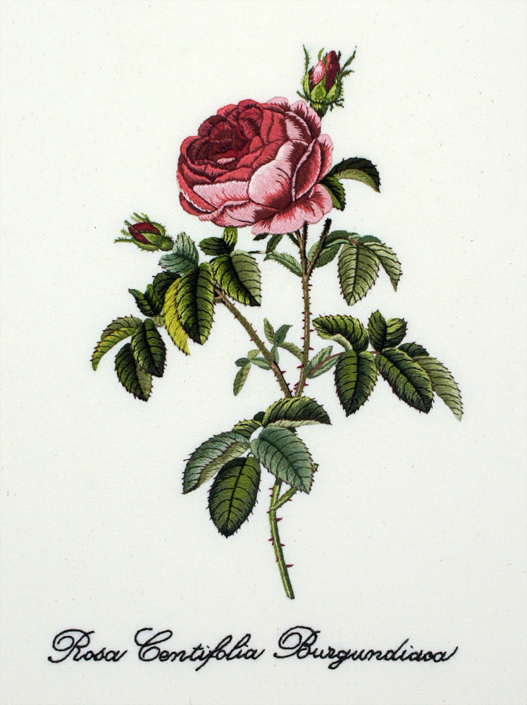 ルドゥーテ バラ図譜より「Rosa Centifolia Burgundiaca」2013年