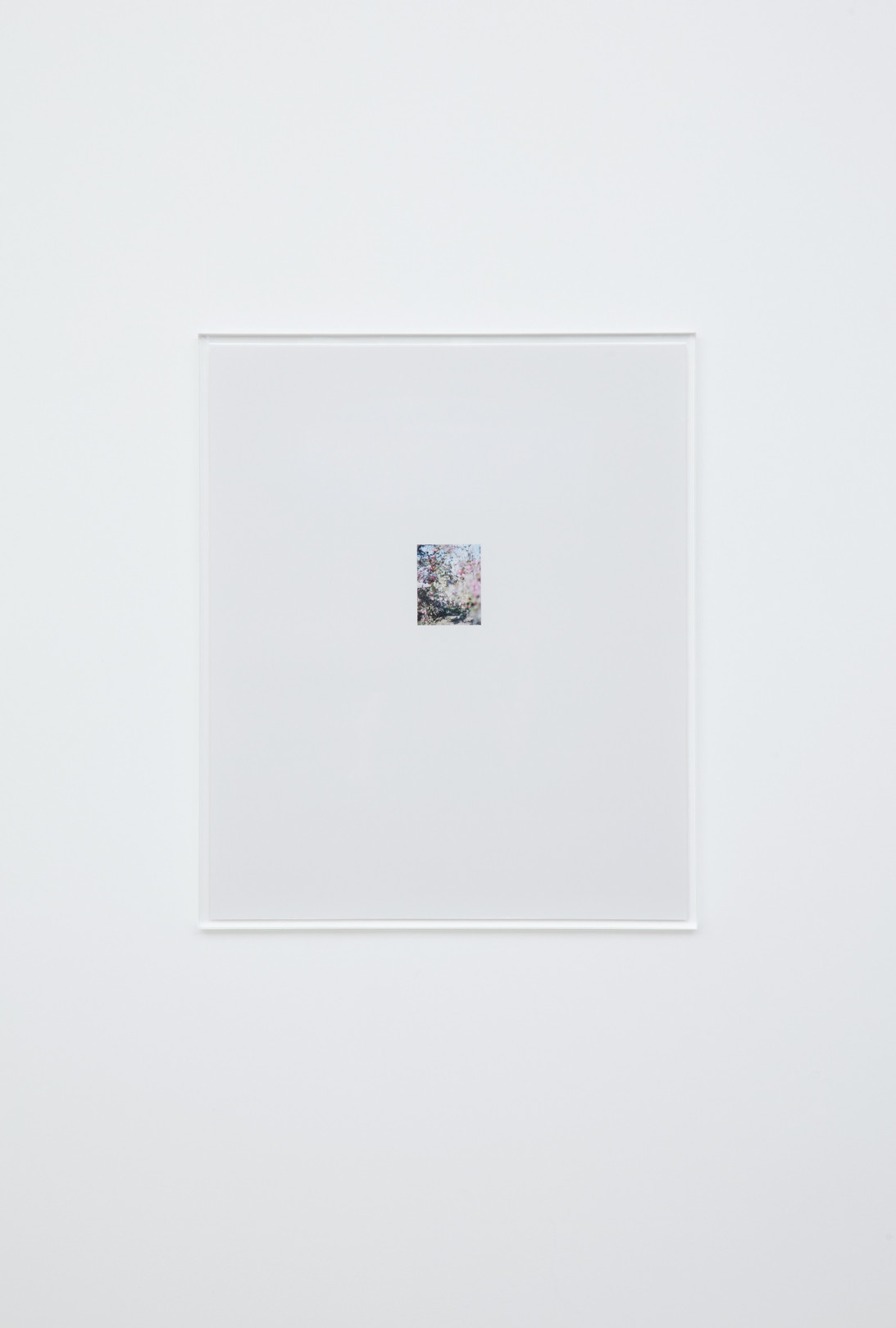 林檎の木 6 2017 c-print, acrylic frame 63.1 × 52.8 cm