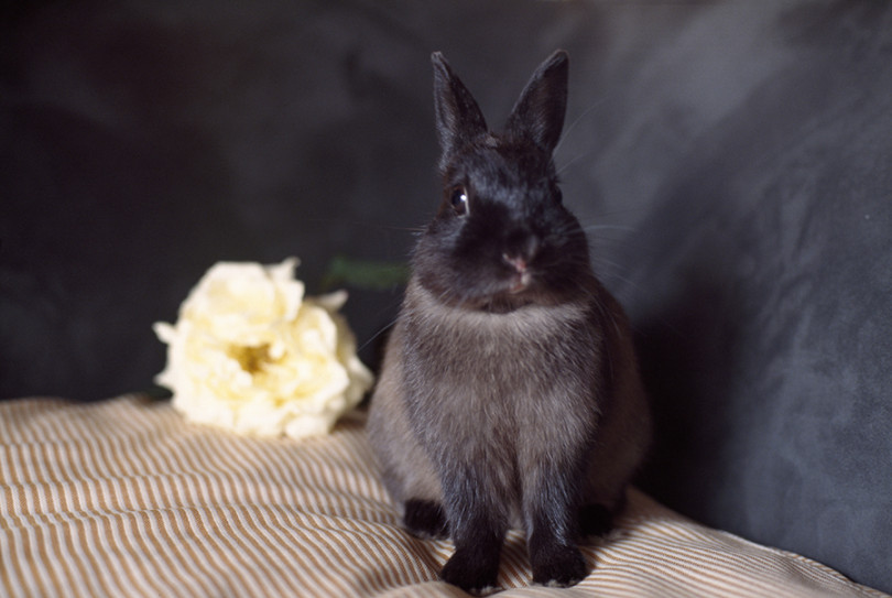 高際香里による「黒いうさぎ」の写真