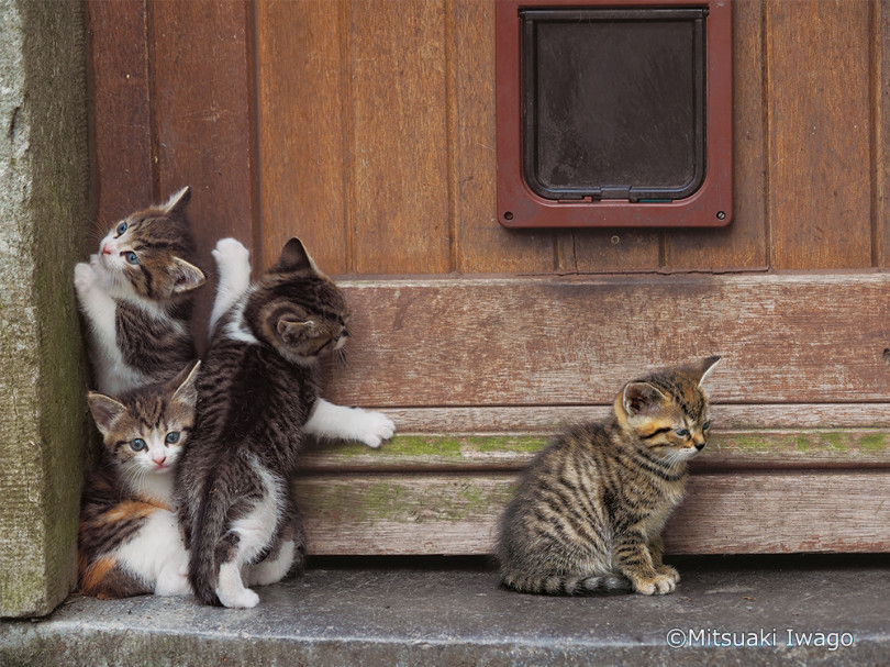 動物写真家・岩合光昭の“こねこ”に焦点をあてた新作写真展が「えき」KYOTOで開催