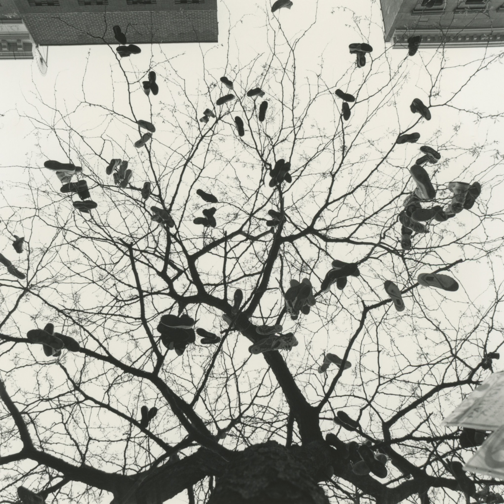「Harlem Tree」（11×14インチ 額装込み6万円）