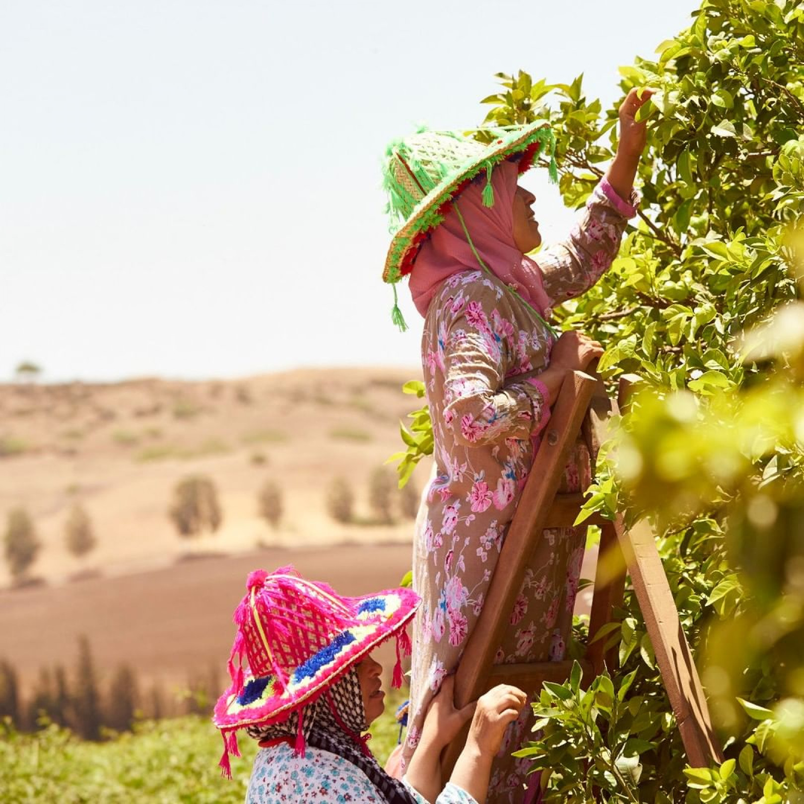 「サナ・ジャルダン」モロッコにある農作場で働く収護者の女性たち
