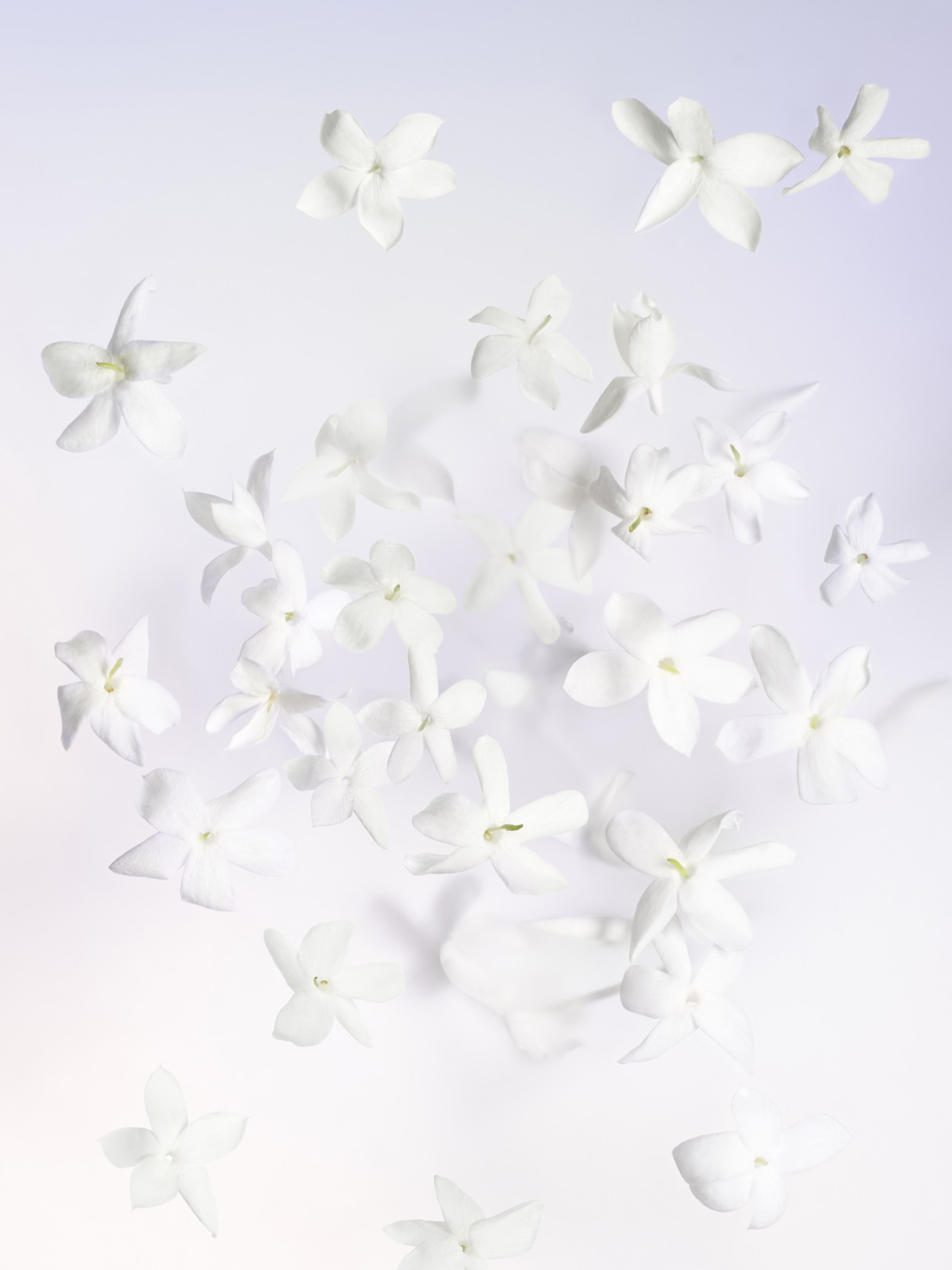 ルイ・ヴィトンの新作フレグランス「ウール・ダプサンス」発売、ブーケのような花々の香り | PHOTO(14/14) | FASHION